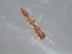 Synemosyna petrunkevitchi