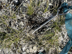 Carex nardina hepburnii