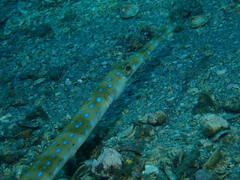 Fistularia tabacaria