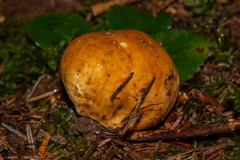 Truncocolumella citrina