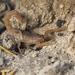 Turkana Ridge-Backed Scorpion - Photo (c) Claude Kolwelter, some rights reserved (CC BY), uploaded by Claude Kolwelter