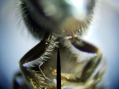 Lasioglossum longifrons