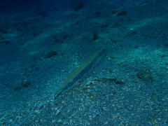 Fistularia tabacaria