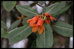 Rhododendron cinnabarinum xanthocodon