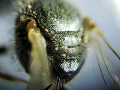 Lasioglossum longifrons