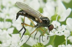 Empis nigritarsis