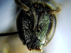Lasioglossum longifrons
