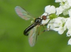 Empis nigritarsis