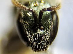 Lasioglossum longifrons