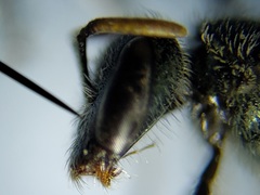 Lasioglossum longifrons