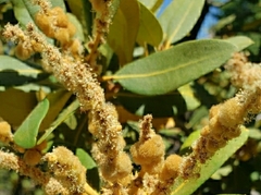 Dryocosmus juliae