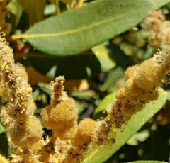 Dryocosmus juliae