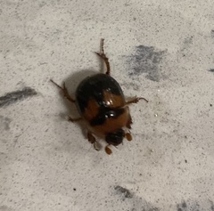 Bolbocerosoma farctum