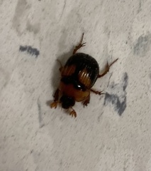 Bolbocerosoma farctum