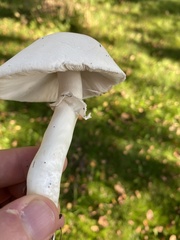 Leucoagaricus