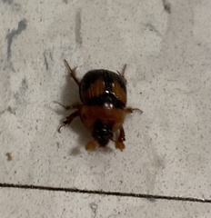 Bolbocerosoma farctum