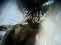 Lasioglossum longifrons