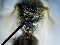 Lasioglossum longifrons