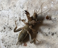 Neoscapteriscus borellii