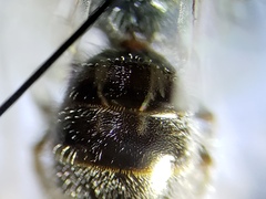 Lasioglossum longifrons