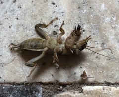 Neoscapteriscus borellii