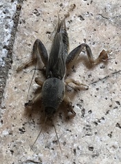 Neoscapteriscus borellii