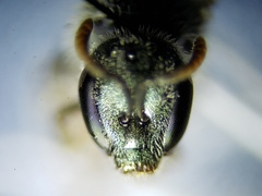Lasioglossum longifrons