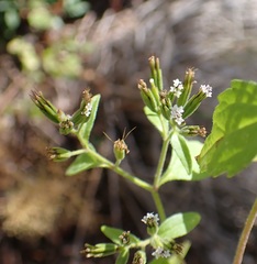 Stevia micrantha