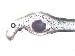 Ahnfeltiopsis devoniensis