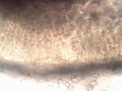 Ahnfeltiopsis devoniensis