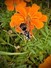 Dolichovespula maculata