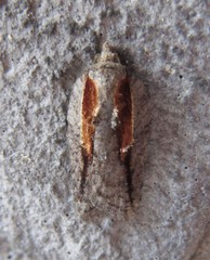 Acleris youngana