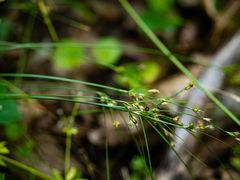Juncus anthelatus