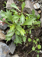 Micranthes razshivinii