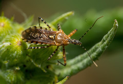 Cosmoclopius nigroannulatus