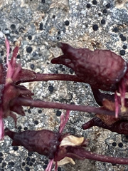 Micranthes razshivinii