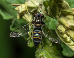 Pseudoscaeva meridionalis