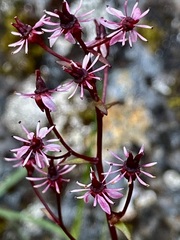 Micranthes razshivinii