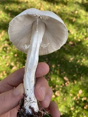 Leucoagaricus