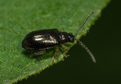 Leptophysa