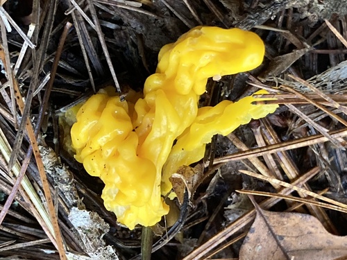 Irregular Earth Tongue