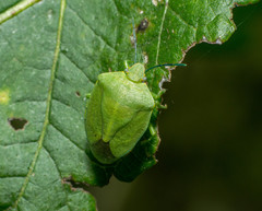 Chinavia herbida