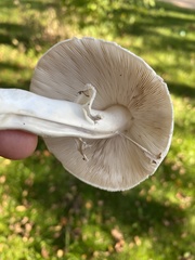 Leucoagaricus