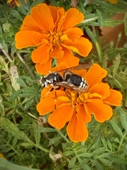 Dolichovespula maculata