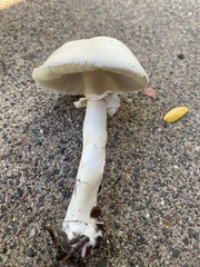 Leucoagaricus