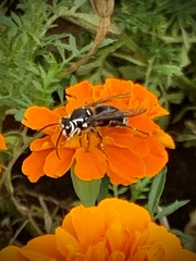 Dolichovespula maculata