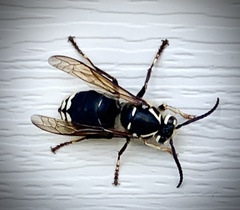 Dolichovespula maculata