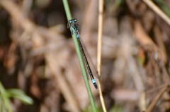 Zoniagrion exclamationis