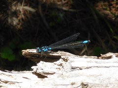 Zoniagrion exclamationis