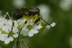 Tenthredo zonula